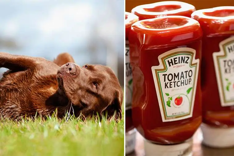 Därför ska du alltid ha tomatketchup hemma när du har hund