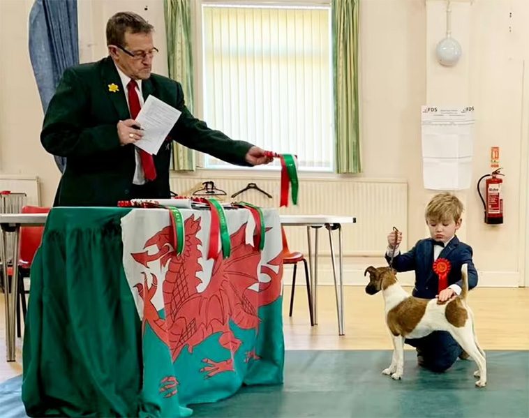 Sexåring skriver historia – yngsta tävlanden någonsin på Crufts