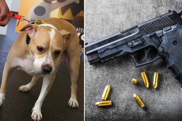 Osannolika olyckan: Man skjuten i sängen – av sin egna hund