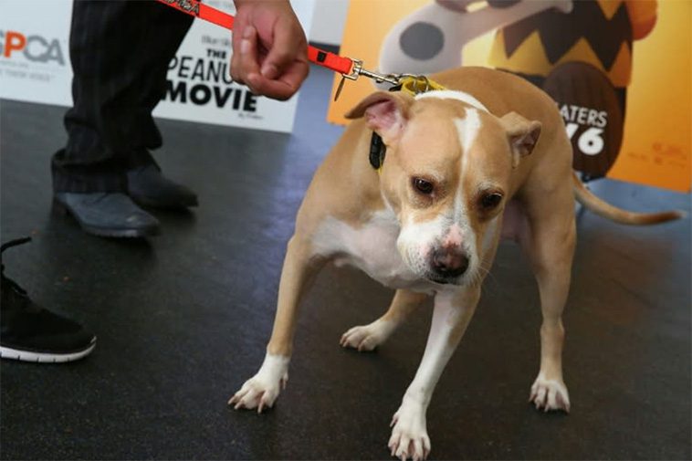 Osannolika olyckan: Man skjuten i sängen – av sin egna hund