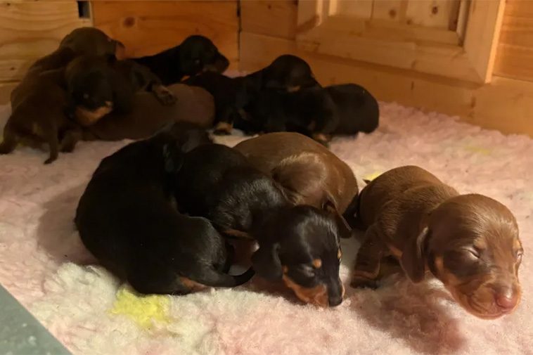 Tax överraskar sin husse med 11 (!) valpar