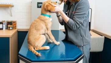 Konkurrensverket ska kartlägga veterinärvårdens pristransparens