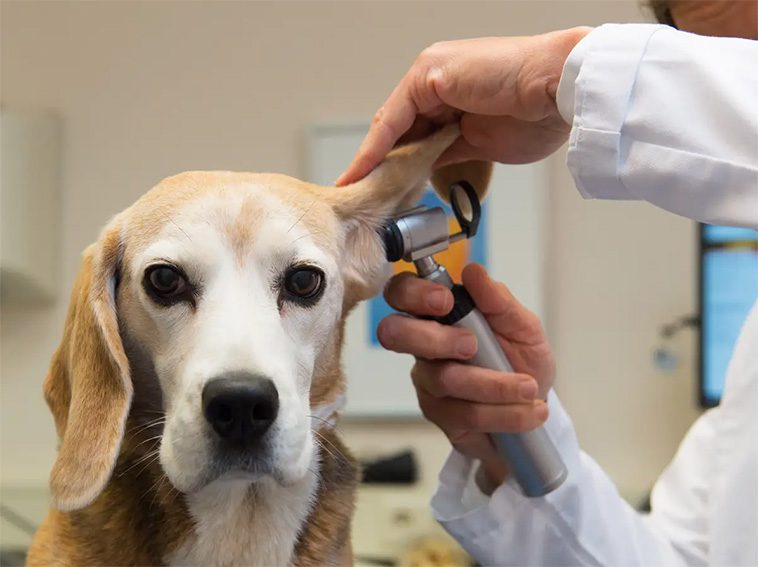200 000 färre veterinärbesök – men djursjukvården belastas av ökade akuta fall