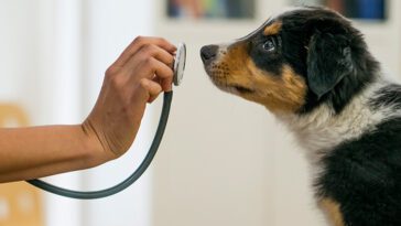 200 000 färre veterinärbesök – men djursjukvården belastas av ökade akuta fall
