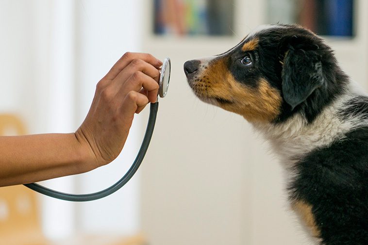200 000 färre veterinärbesök – men djursjukvården belastas av ökade akuta fall