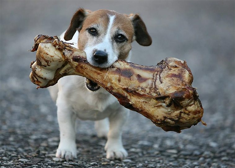 Veterinärens varning: 5 populära djurprodukter han aldrig skulle ge sin egen hund