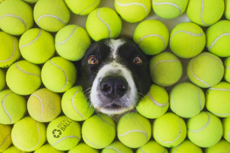 Veterinärens varning: 5 populära djurprodukter han aldrig skulle ge sin egen hund