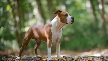 Mental styrka i fokus – American Staffordshire Terrier nästa ras att få mentalindex