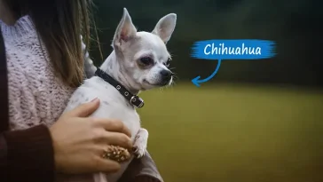 Liten, modig och oemotståndlig – här är historien om Chihuahua
