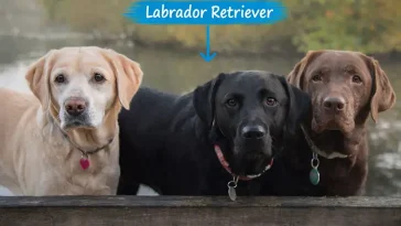 Sveriges populäraste hund – här är Labradorens historia