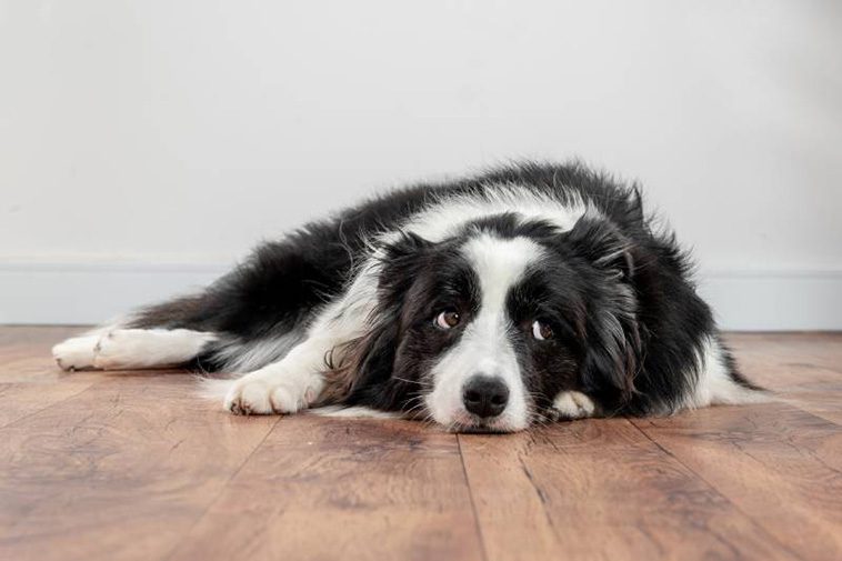 Därför ska du aldrig avvisa din hunds kärleksfulla pussar – experten förklarar