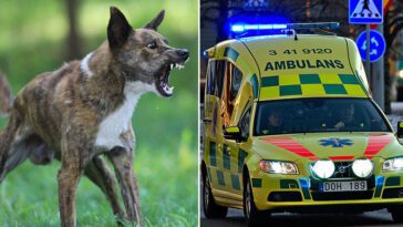 Barn överfölls av stor hund – vårdas på sjukhus efter attacken