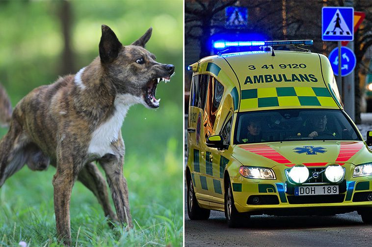 Barn överfölls av stor hund – vårdas på sjukhus efter attacken