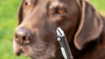 Fästingsäsongen är här – varningssignalerna du inte får missa hos din hund