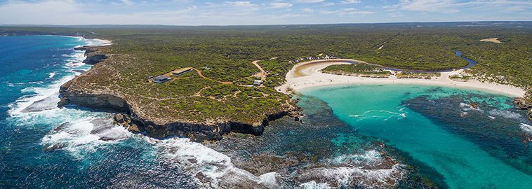 Sensationen på Kangaroo Island – Taxen Valerie infångad efter 529 dagar i det vilda