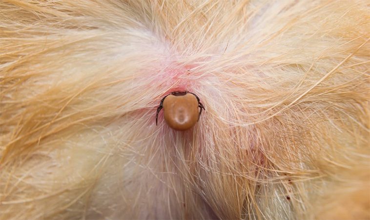 Din hund kan hjälpa forskningen – bidra till TBE-studie med dina fästingfynd