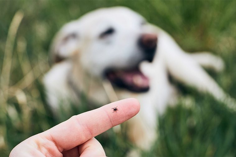 Din hund kan hjälpa forskningen – bidra till TBE-studie med dina fästingfynd