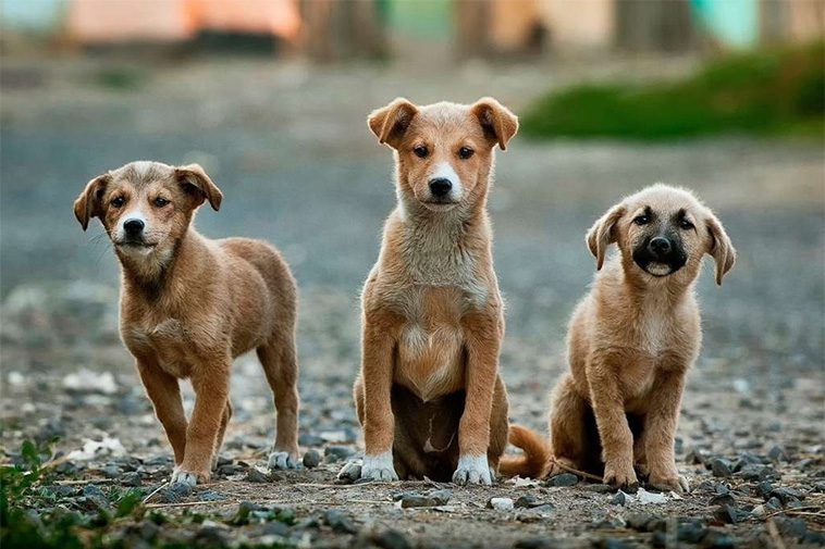 10 friska hundraser som sällan behöver veterinärbesök