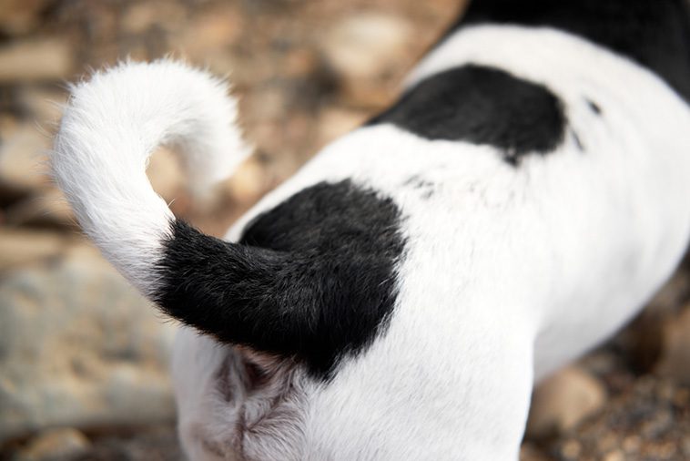 Risker med hundens svansviftande – När "happy tail" kan orsaka smärta