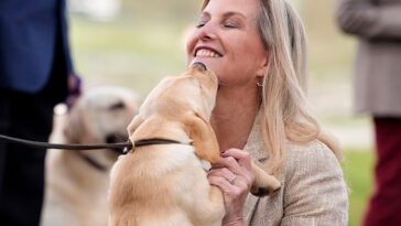 Hertiginnan Sophie charmade av labradorvalpar – ville nästan ta med en hem i handväskan