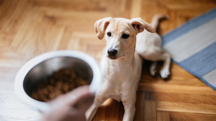 Kolla om din hund har hälsosam vikt på bara 30 sekunder – utan att använda våg