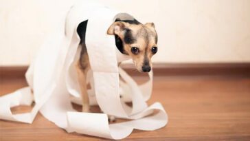 Hund med förstoppning? Här är 5 enkla huskurer som kan hjälpa hemma
