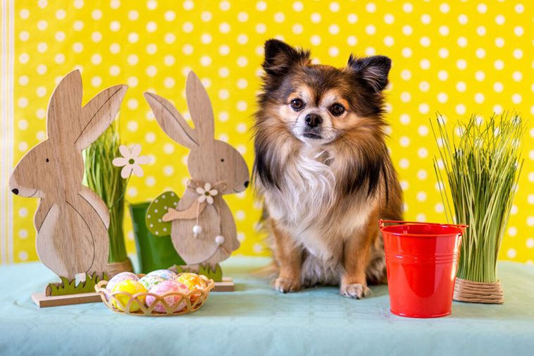 Så skyddar du din hund under påsken – undvik vanliga fällor i högtidens firande
