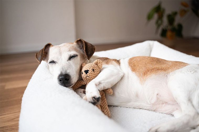 Därför behöver din hund mer sömn än du tror – experten förklarar
