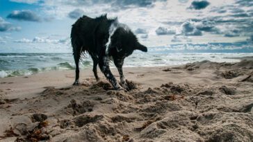 När människans bästa vän hotar naturen – ny studie avslöjar hundars kraftiga miljöpåverkan