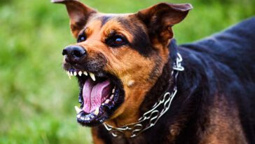 Englands fortsatta kamp mot hundattacker – nära en fördubbling i norra England på sex år