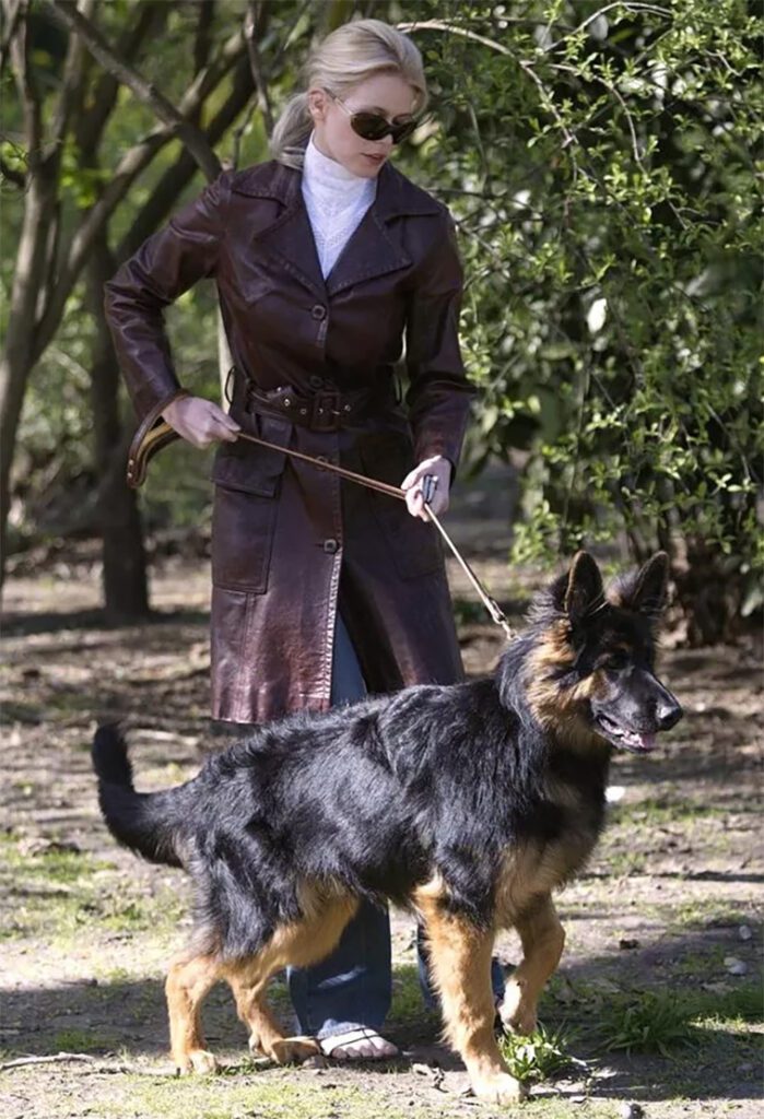 Hollywoods hemliga favorit – kändiselitens kärlek till Tysk Schäferhund i unika bilder