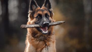 Veterinärsjuksköterskans varning: "Kasta aldrig pinnar till din hund – det kan sluta dödligt"