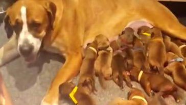 Glädjechocken: Sanna och Daniels Mastiff fick hela 18 valpar