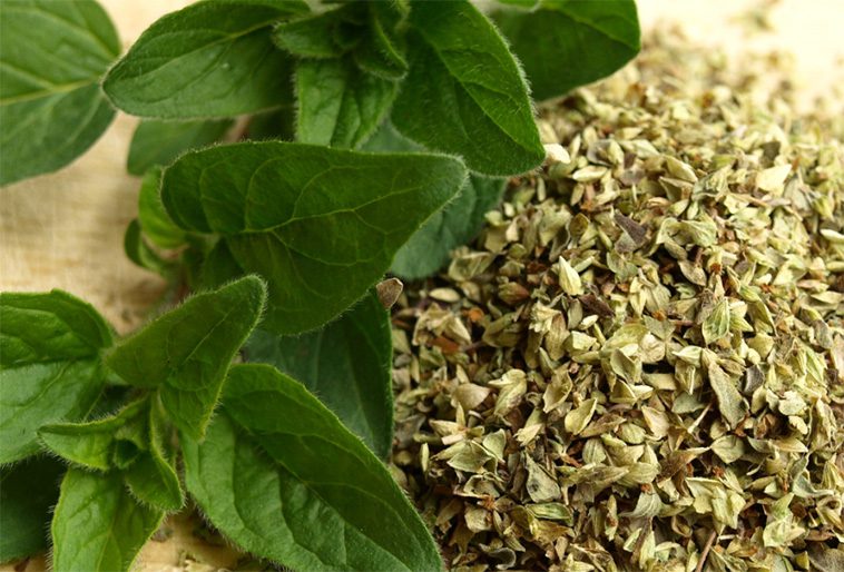 Oregano – en kraftfull ört med naturliga hälsofördelar som kan stärka din hunds immunförsvar när den används i rätt mängd.