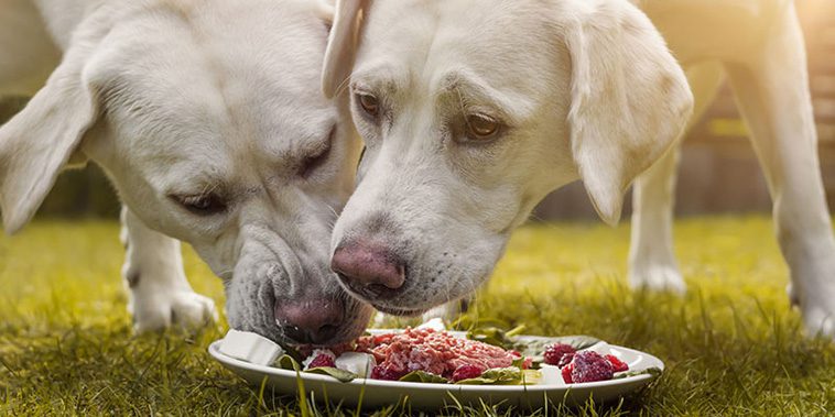 Örten som kan stärka din hunds hälsa – experten tipsar: "Bör finnas i varje matskål"