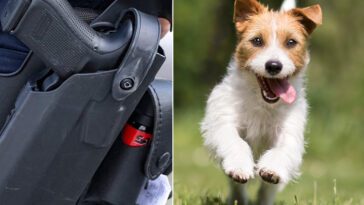 Polis avlossade skott mot lös hund – ingen skadades