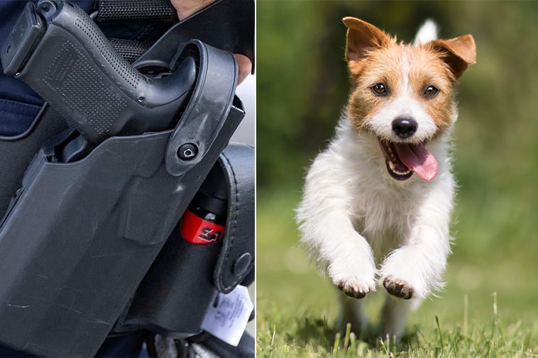 Polis avlossade skott mot lös hund – ingen skadades