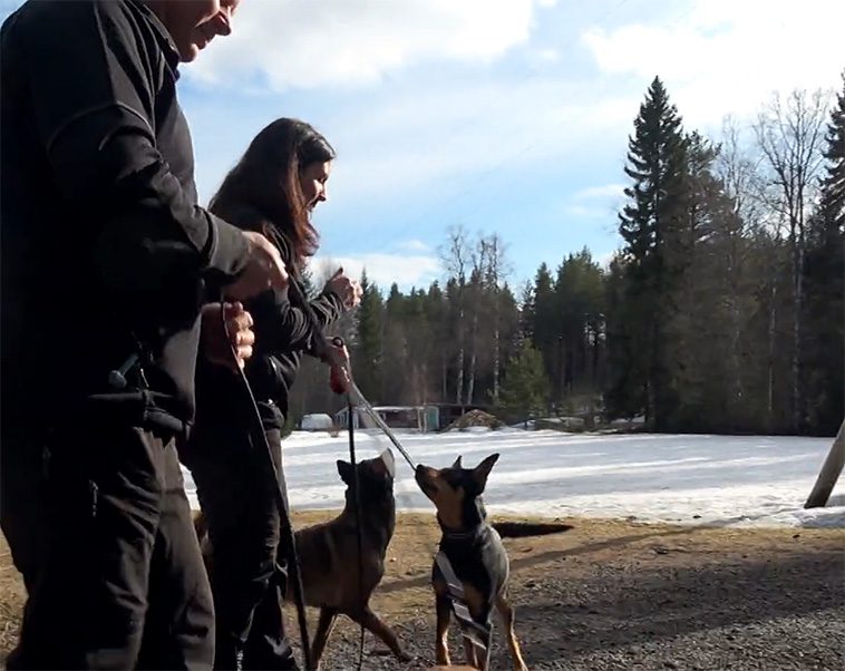 Svenska hundexperter utbildar räddningshundar – för att rädda liv i krigets Ukraina
