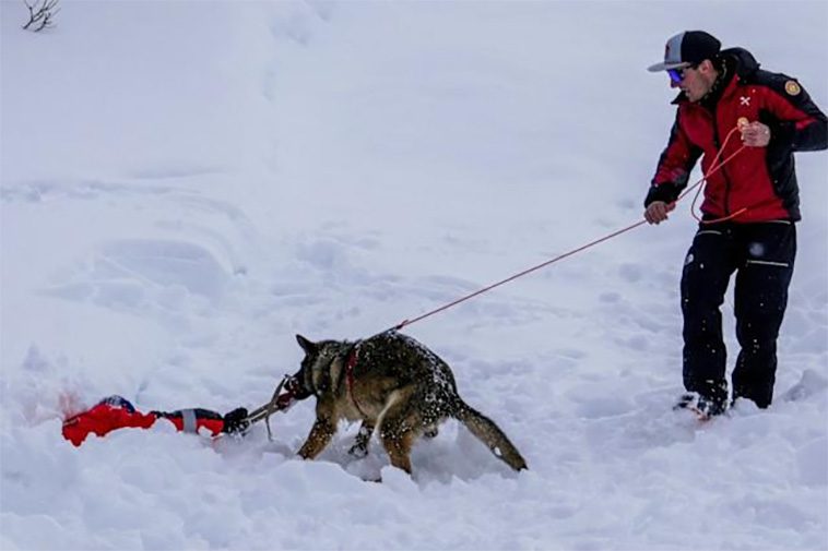 Räddningshunden Zen tränar fyrbenta kollegor i de lavinfarliga Dolomiterna