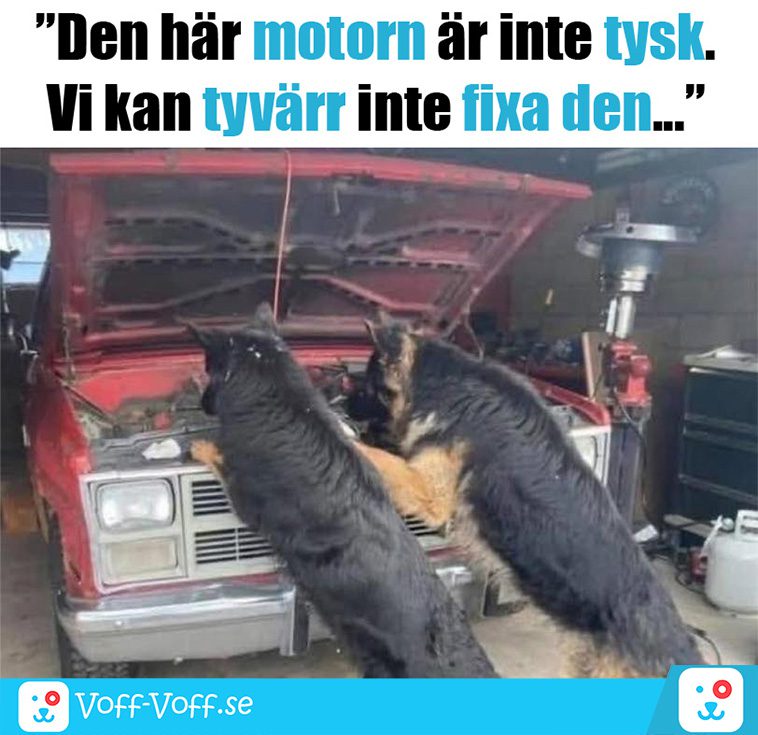 Älskar du schäfrar? Här är 21 roliga schäfer-memes som garanterat kommer att göra din dag!