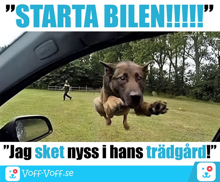 Älskar du schäfrar? Här är 21 roliga schäfer-memes som garanterat kommer att göra din dag!