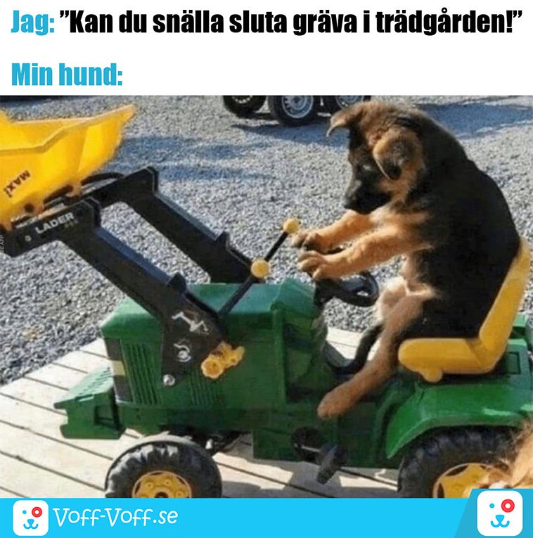 Älskar du schäfrar? Här är 21 roliga schäfer-memes som garanterat kommer att göra din dag!