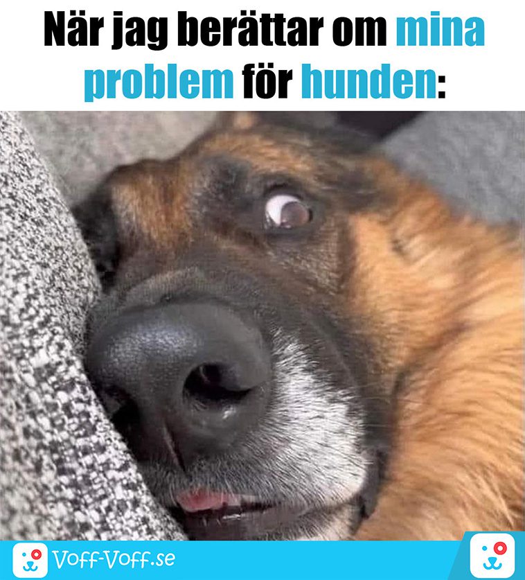 Älskar du schäfrar? Här är 21 roliga schäfer-memes som garanterat kommer att göra din dag!