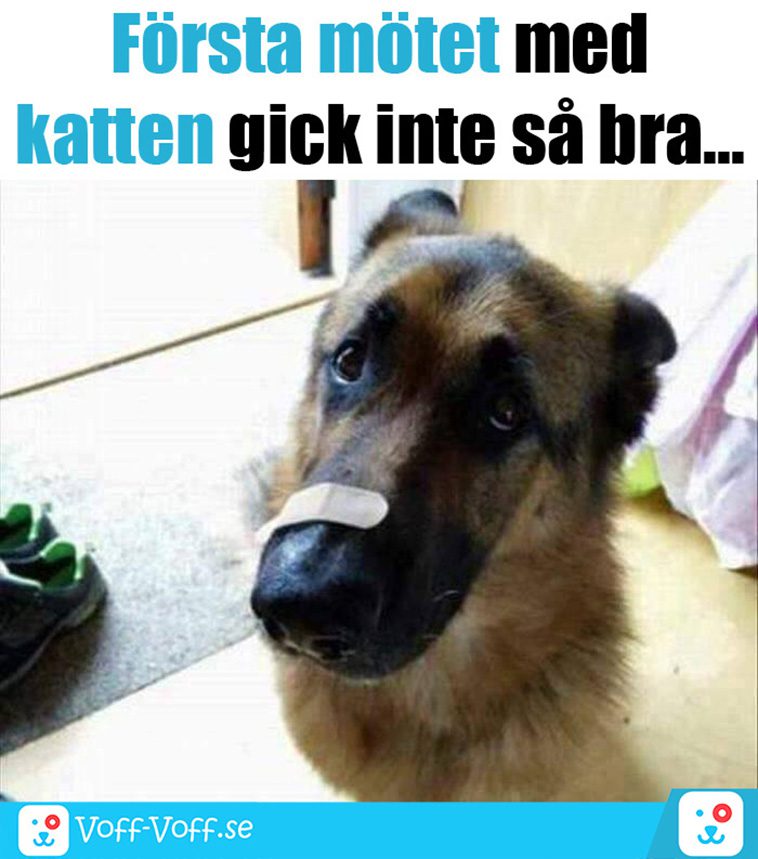 Älskar du schäfrar? Här är 21 roliga schäfer-memes som garanterat kommer att göra din dag!