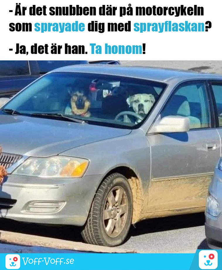 Älskar du schäfrar? Här är 21 roliga schäfer-memes som garanterat kommer att göra din dag!