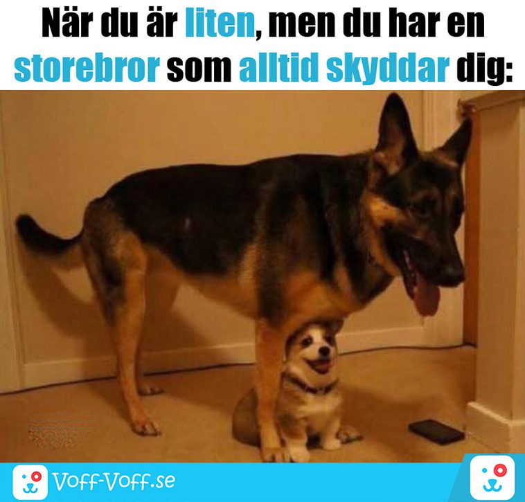 Älskar du schäfrar? Här är 21 roliga schäfer-memes som garanterat kommer att göra din dag!