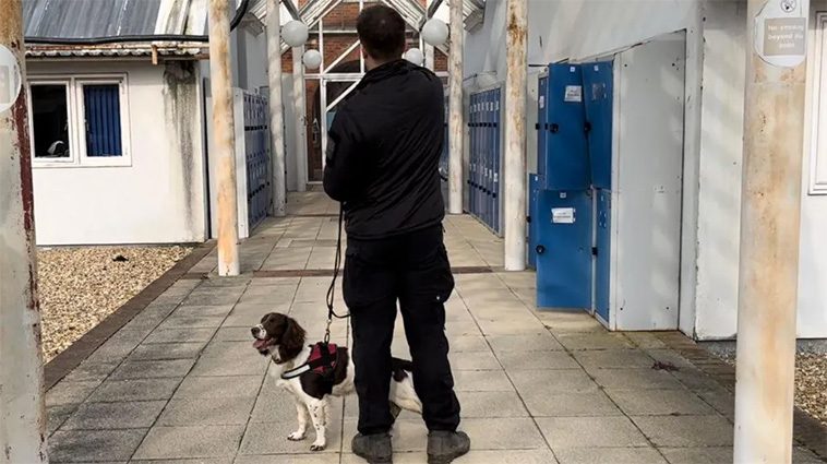 Polisens nya supervapen mot cyberbrott: Springer Spaniels med nos för teknik
