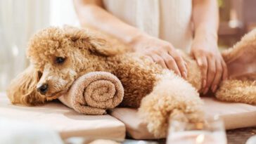 Skattepengar gick till svensk hundmassage – brittiska tjänstemän i blåsväder