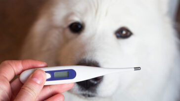 Har pälsklingen feber? Så tar du tempen på din hund – En enkel steg-för-steg-guide