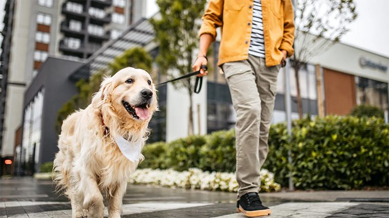 Hundexperten: Därför gör många hundägare samma vanliga misstag under promenaderna